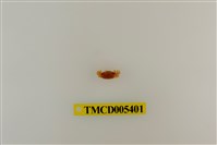 藏品(乳白南方招潮蟹)的圖片